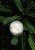 Zielona noc wosk kominkowy 4.jpg